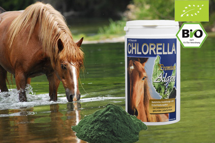 CHLORELLA Premium Algen BIO für Pferde / 500g Pulver