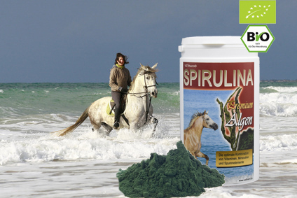 SPIRULINA Premium Algen BIO für Pferde / 500g Pulver